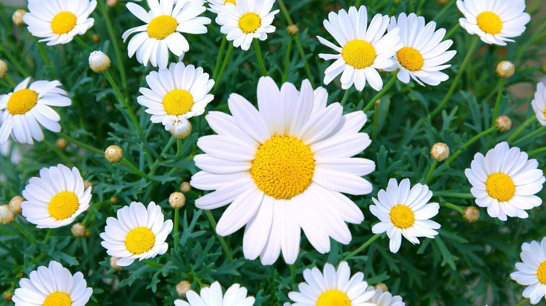 Daisy Flower - It’s Meanings And Varieties of Daisies