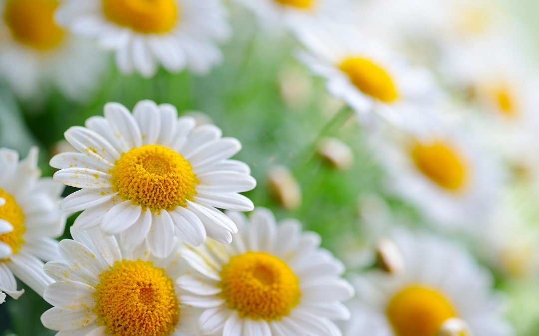 Daisy Flower - It’s Meanings And Varieties of Daisies