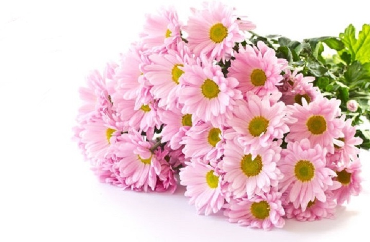 Daisy Flower - It’s Meanings And Varieties of Daisies