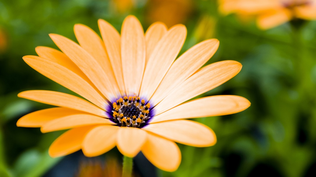 Daisy Flower - It’s Meanings And Varieties of Daisies