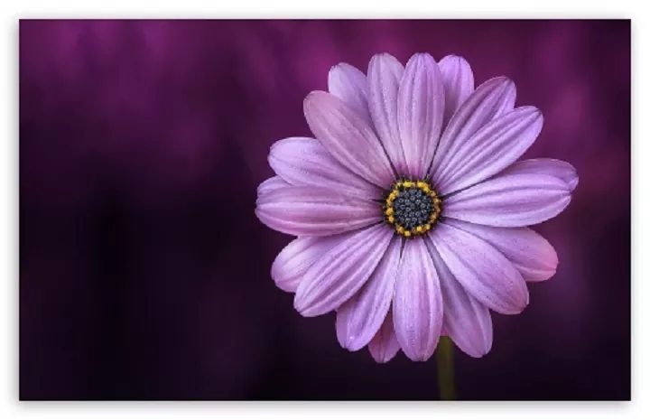Daisy Flower - It’s Meanings And Varieties of Daisies
