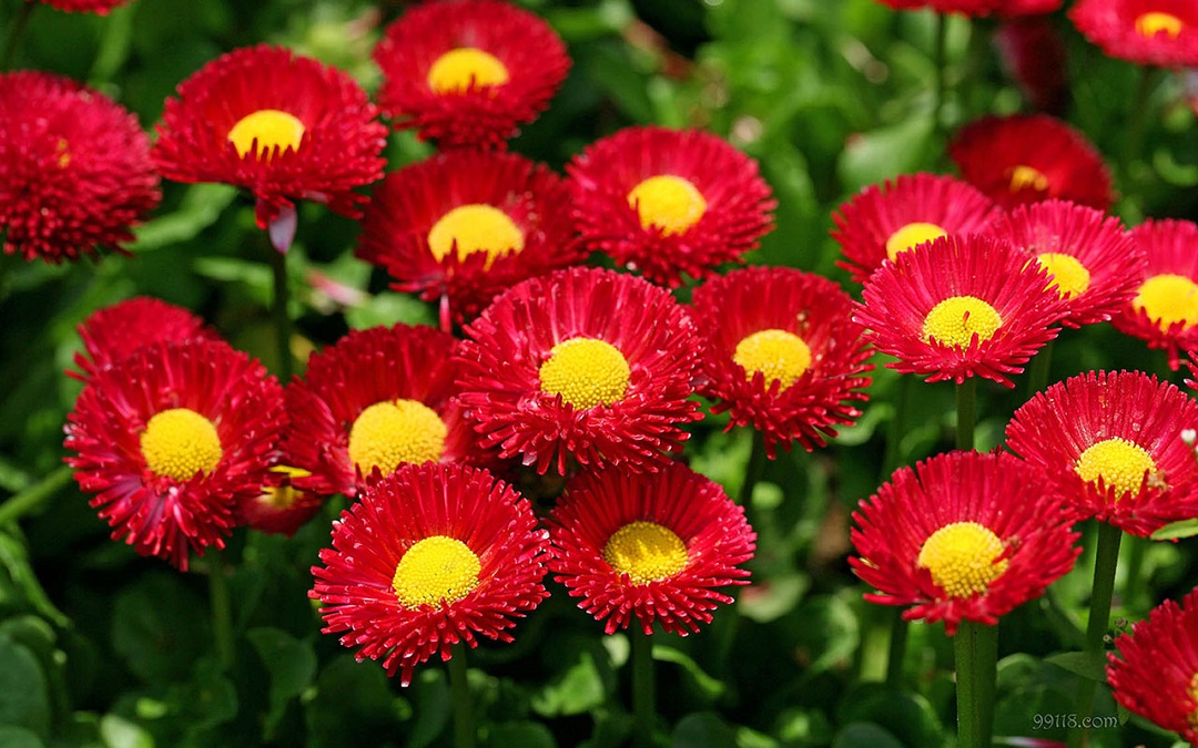 Daisy Flower - It’s Meanings And Varieties of Daisies