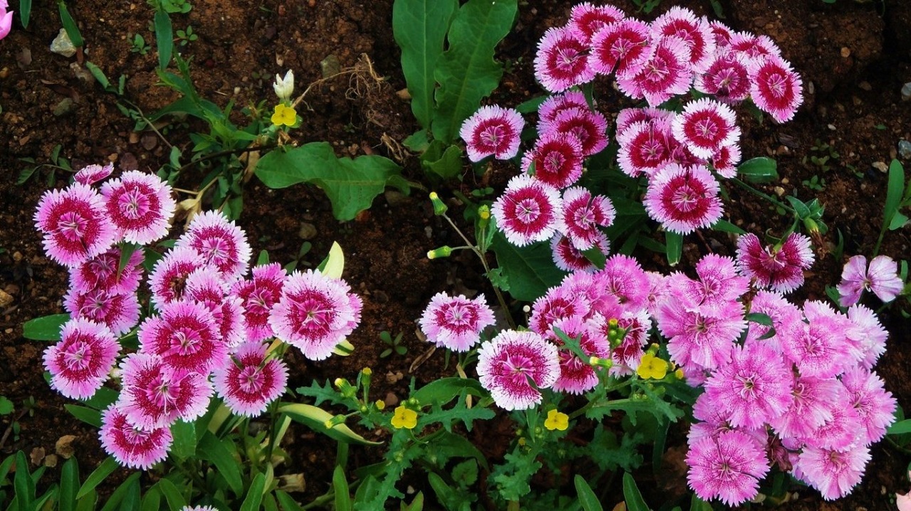 Daisy Flower - It’s Meanings And Varieties of Daisies