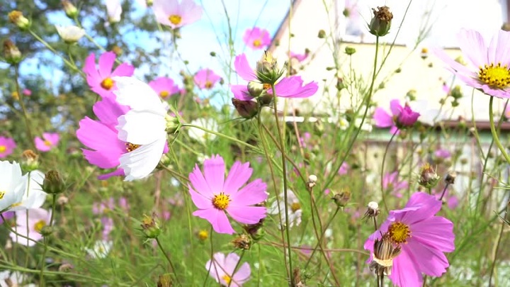 Daisy Flower - It’s Meanings And Varieties of Daisies