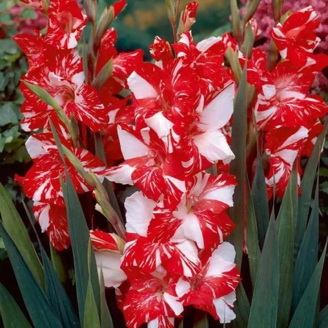 Gladiolus Flower - Its Meanings And Some Interesting Fact