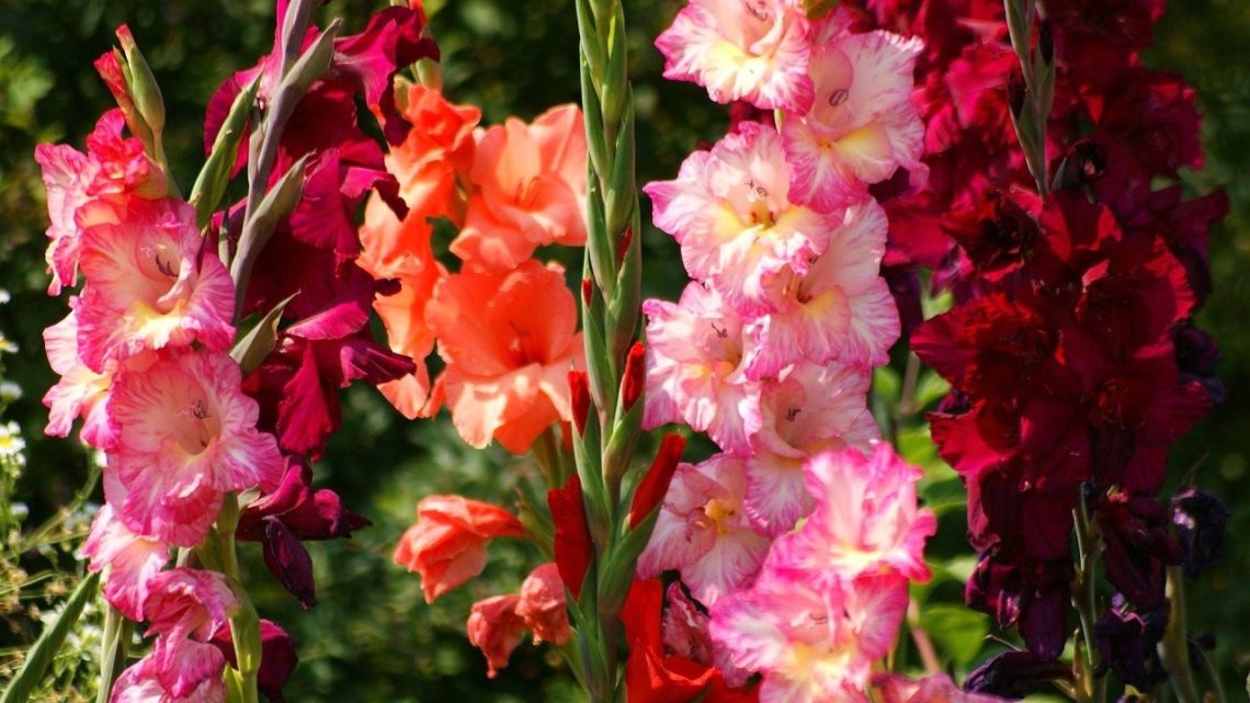 Gladiolus Flower - Its Meanings And Some Interesting Fact