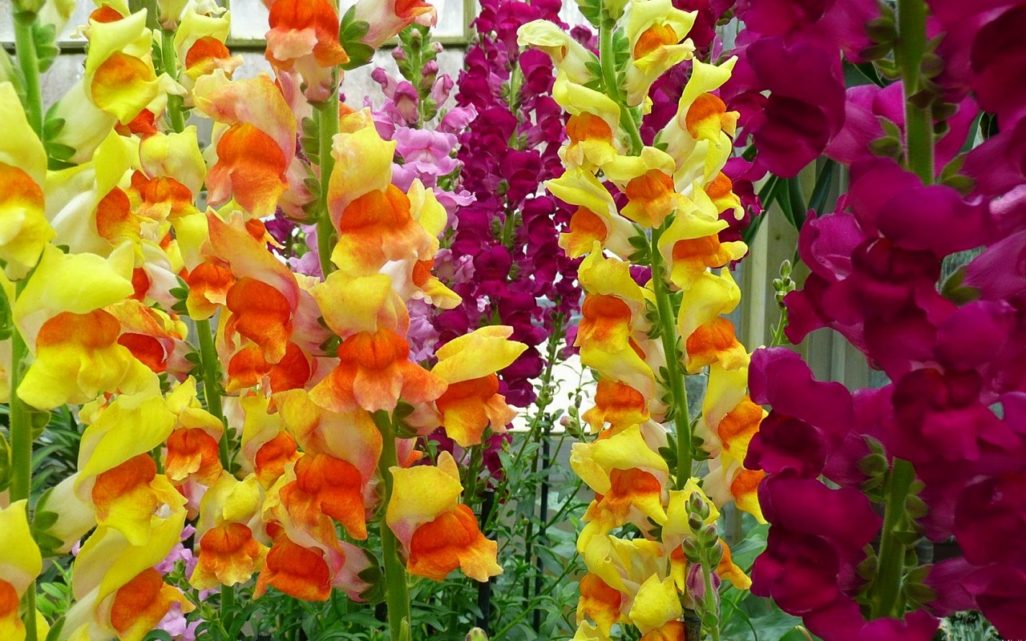 Gladiolus Flower - Its Meanings And Some Interesting Fact