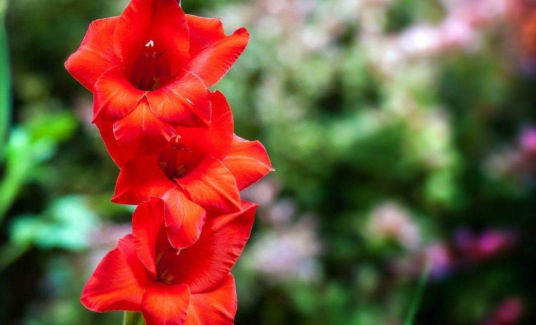 Gladiolus Flower – Its Meanings