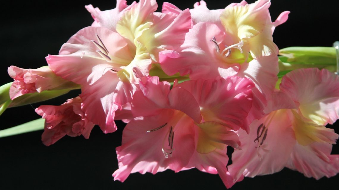 Gladiolus Flower - Its Meanings And Some Interesting Fact