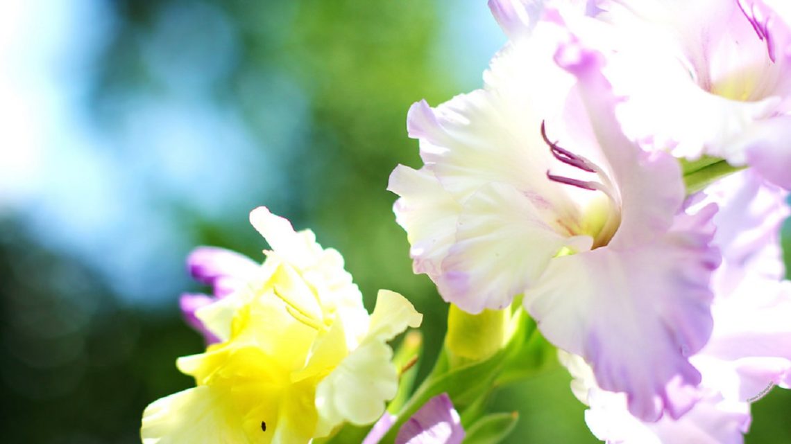 Gladiolus Flower - Its Meanings And Some Interesting Fact