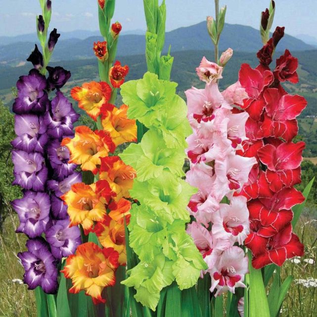 Gladiolus Flower - Its Meanings And Some Interesting Fact