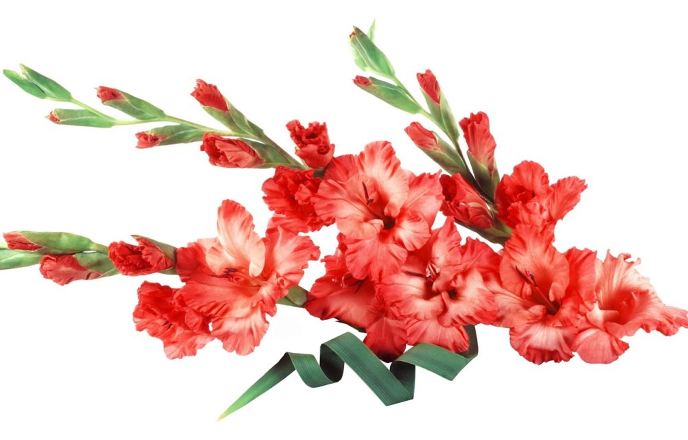 Gladiolus Flower - Its Meanings And Some Interesting Fact