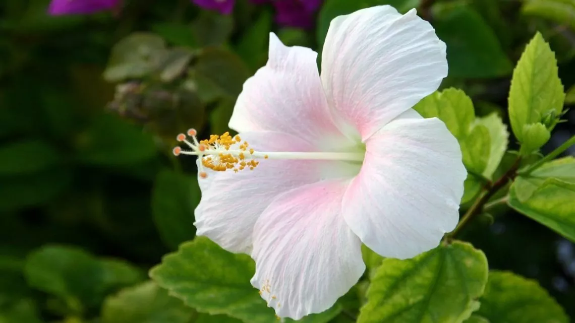 Hibiscus Flower