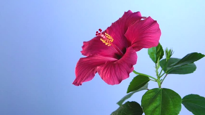 Meanings of Hibiscus Flower And Hibiscus Citrus Tea