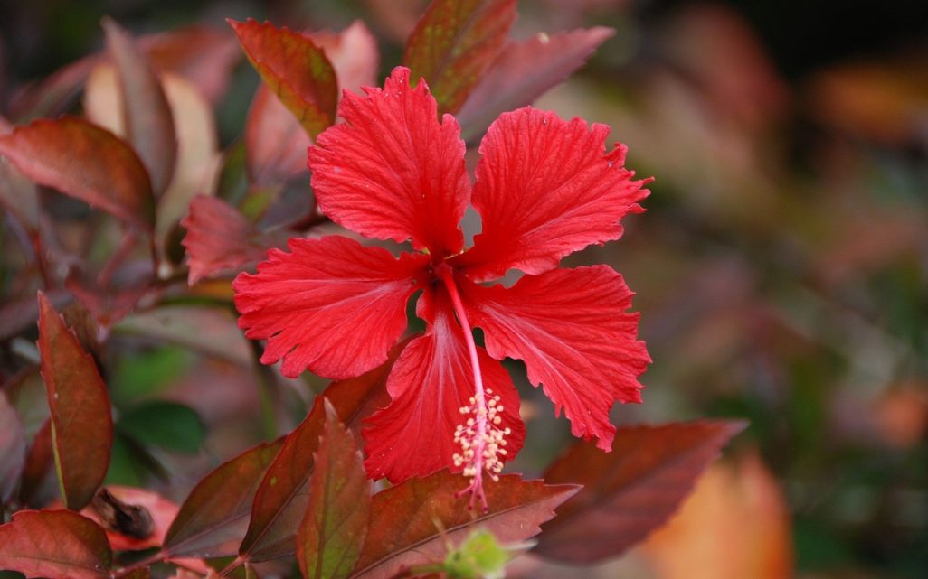 Meanings of Hibiscus Flower And Hibiscus Citrus Tea