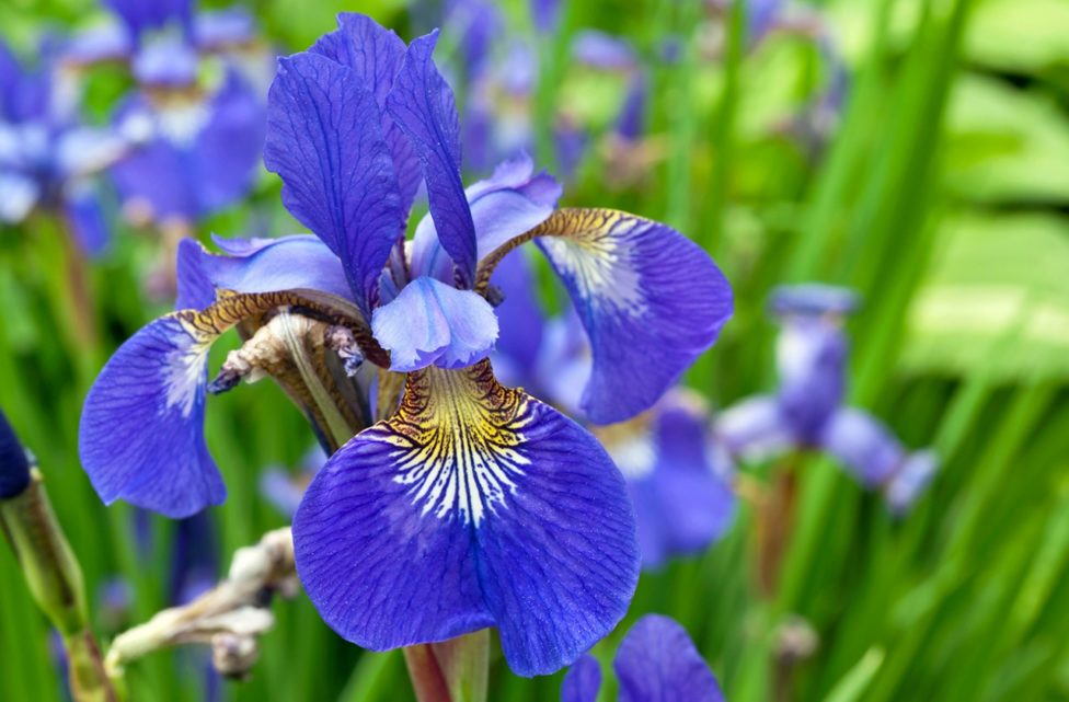 Iris Flower - its Meanings, Varieties and Types of Iris