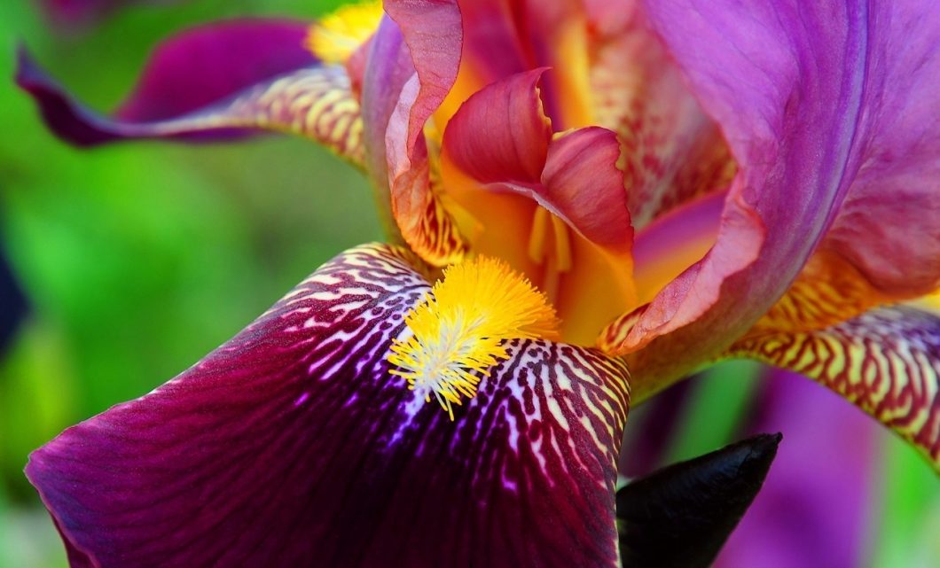 Iris Flower - its Meanings, Varieties and Types of Iris