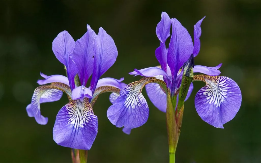 Iris Flower - its Meanings, Varieties and Types of Iris