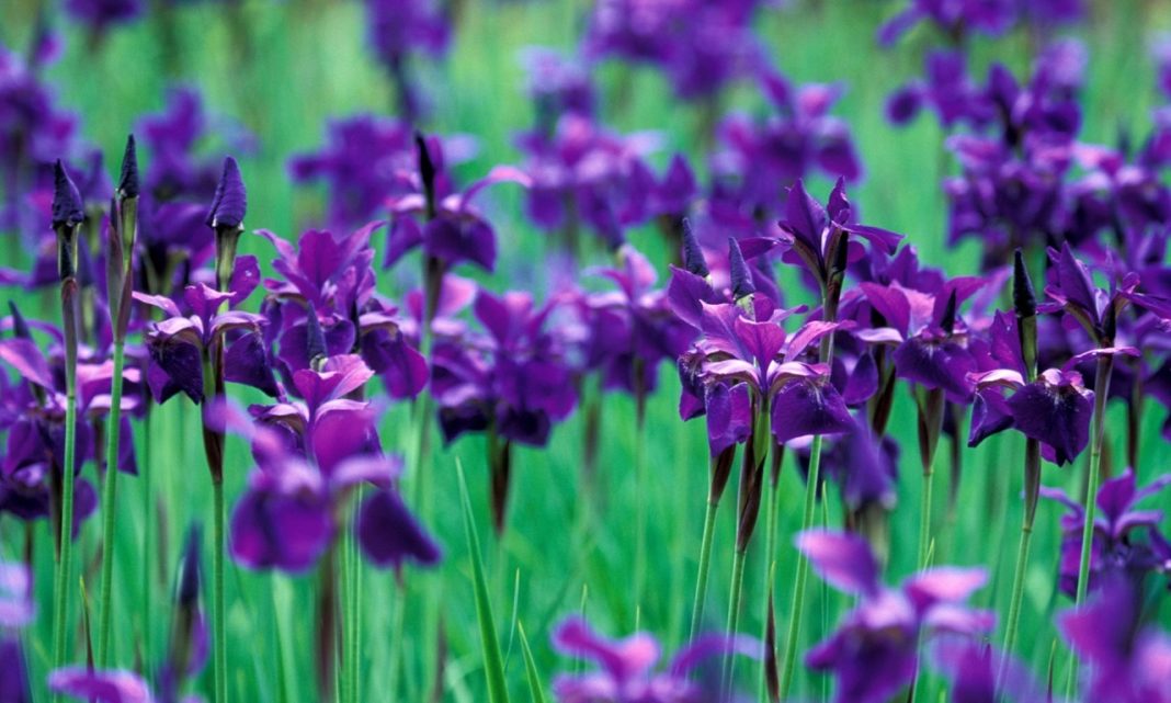 Iris Flower - its Meanings, Varieties and Types of Iris