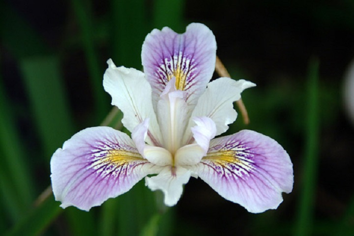 Iris Flower - its Meanings, Varieties and Types of Iris