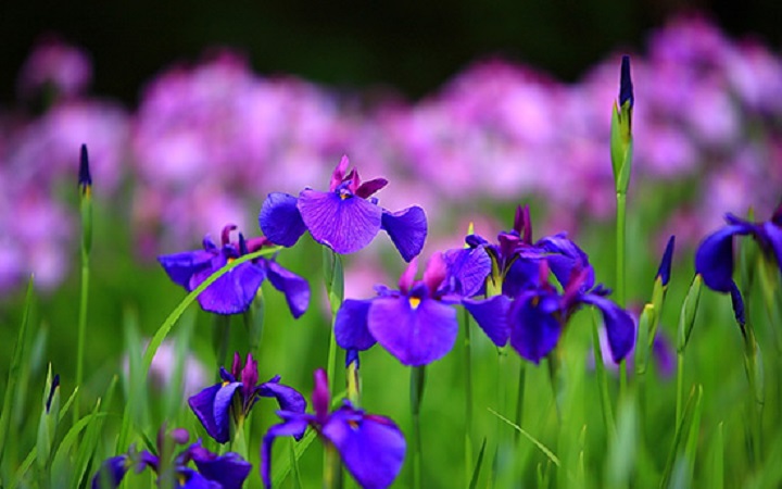 Iris Flower - its Meanings, Varieties and Types of Iris