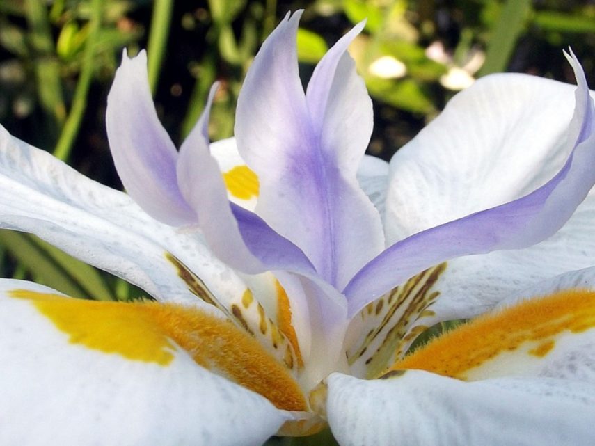 Iris Flower - its Meanings, Varieties and Types of Iris