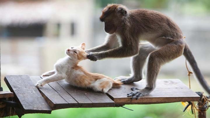 Funny Monkeys VS Dogs and Cats Compilation (video)